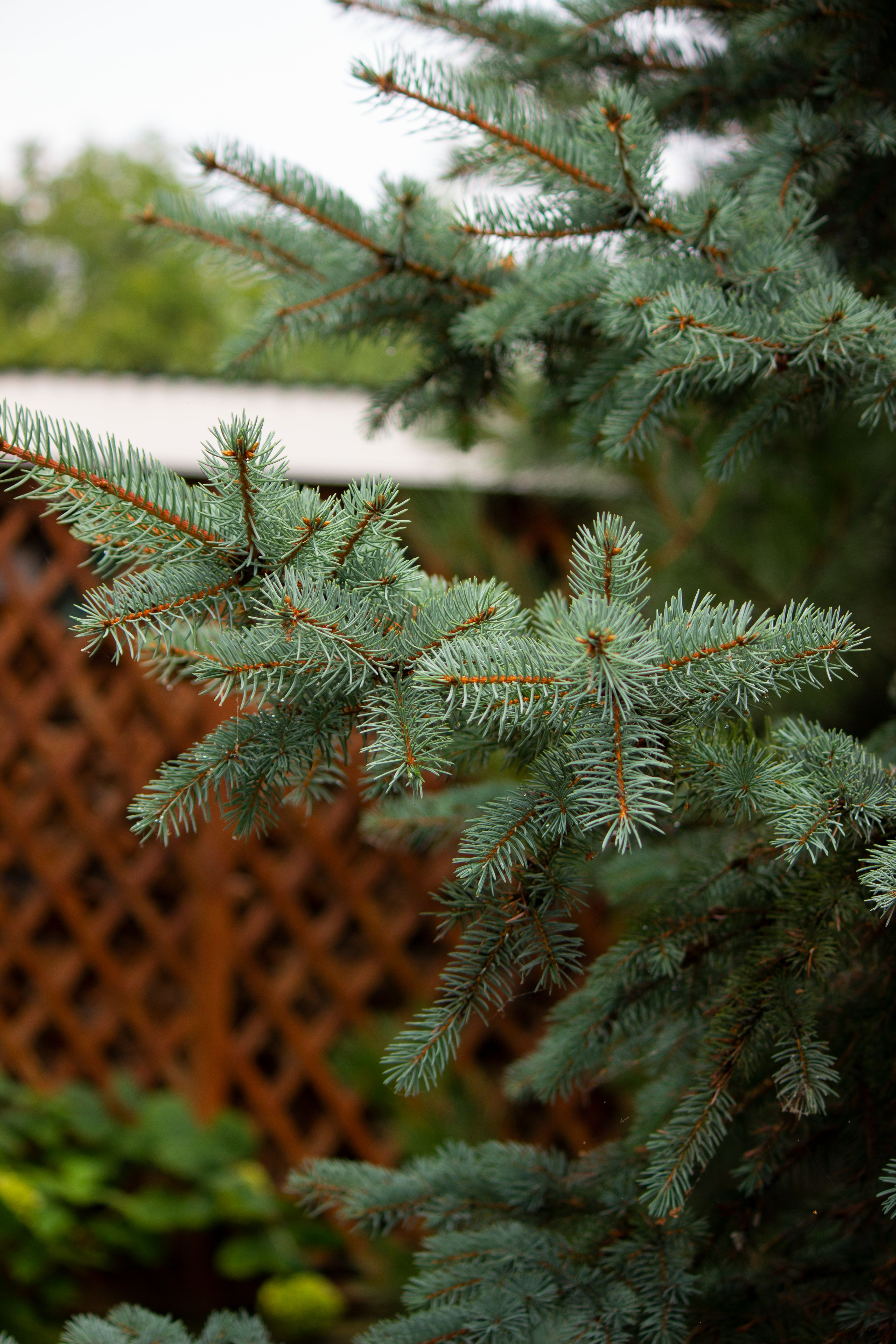 Close-up of Conifer Tree · Free Stock Photo