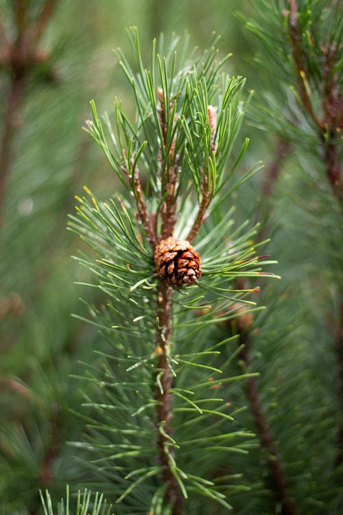 Close up of a Cone