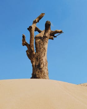 Dozens die after boat hits tree stump in Nigeria