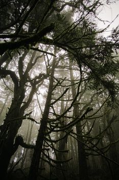 Low angle view of a foggy forest with moss-covered branches.