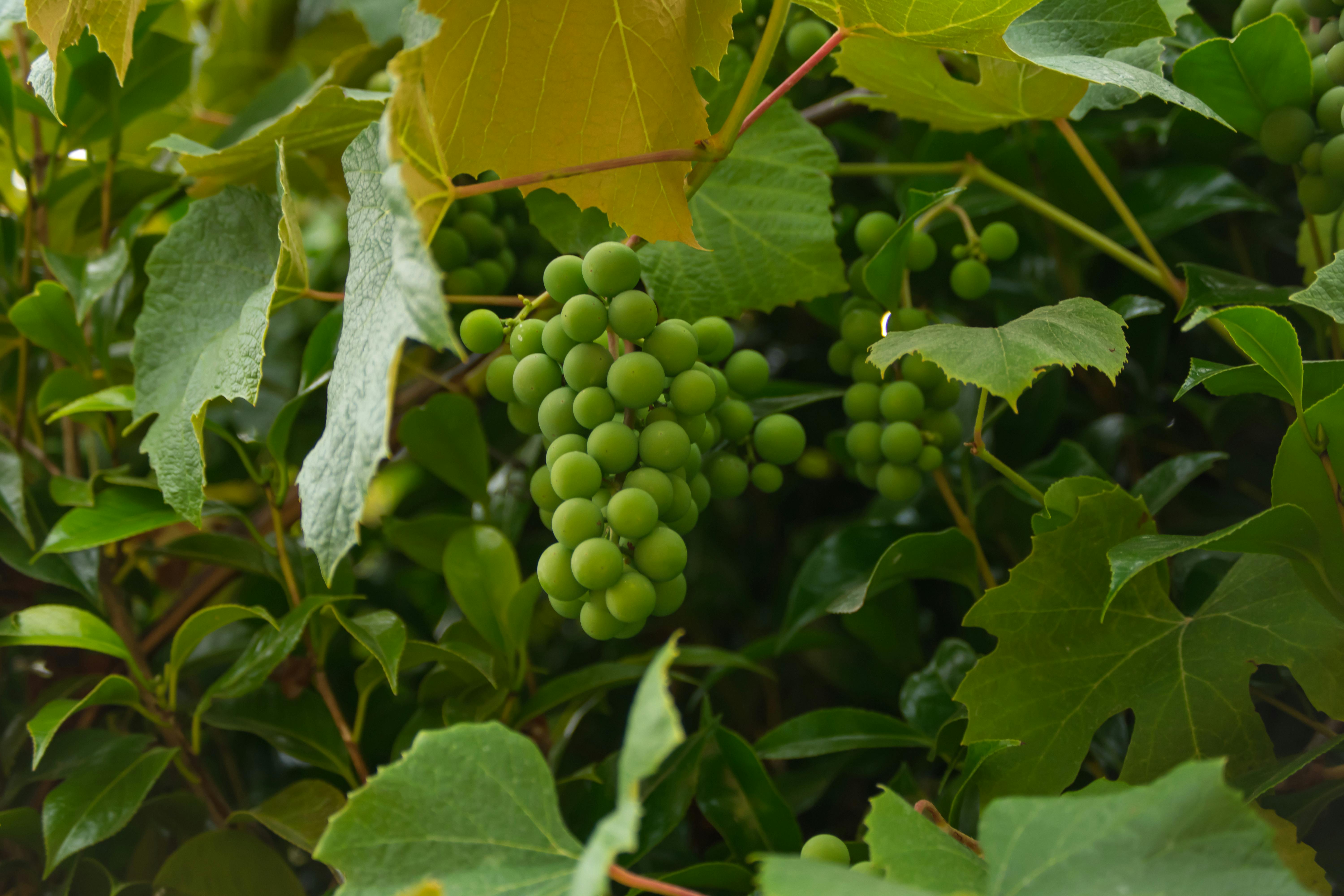 Viticultura Doméstica: Fundamentos Científicos del Cultivo de Uvas en Casa