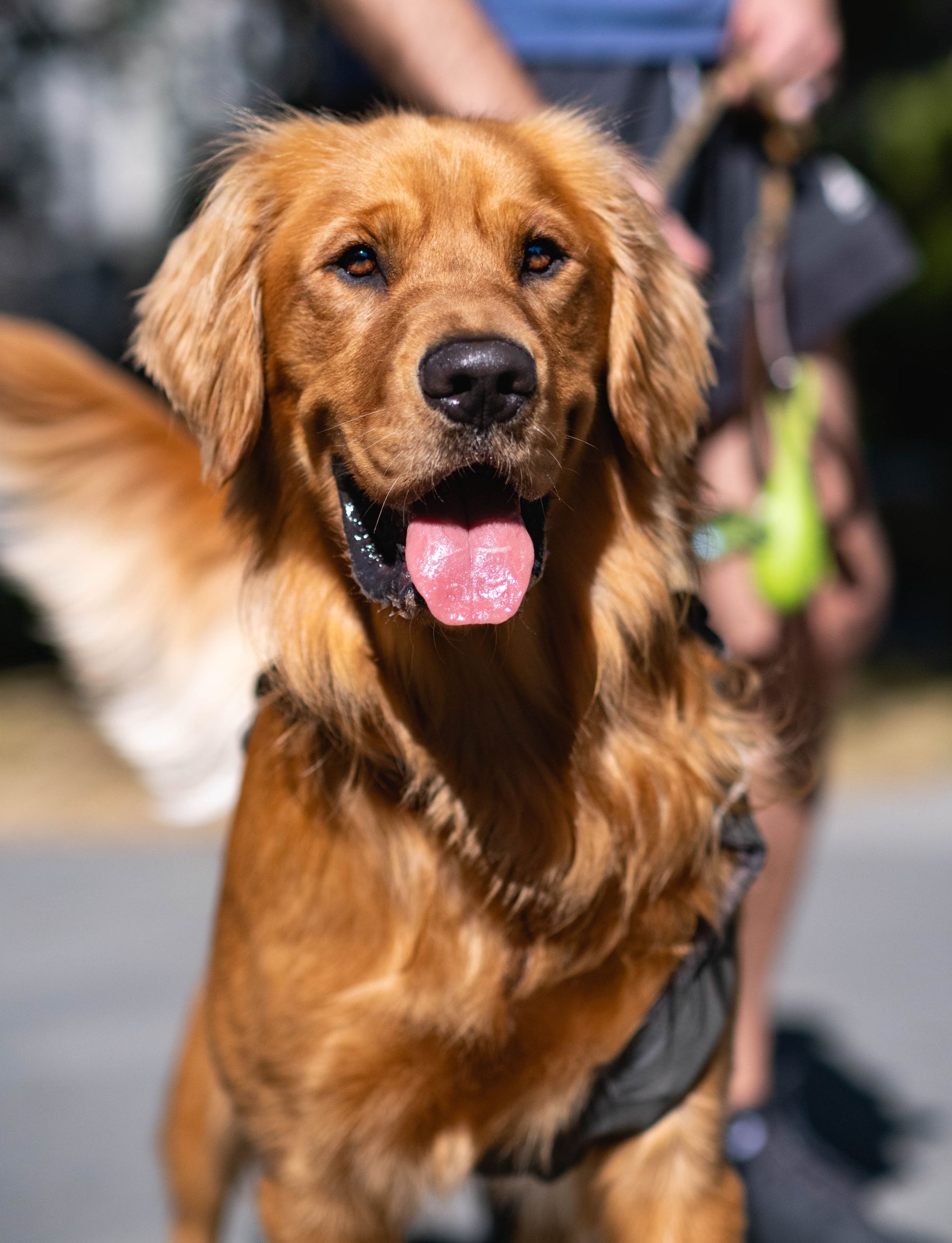 Happy golden retriever sitting in warm afternoon light