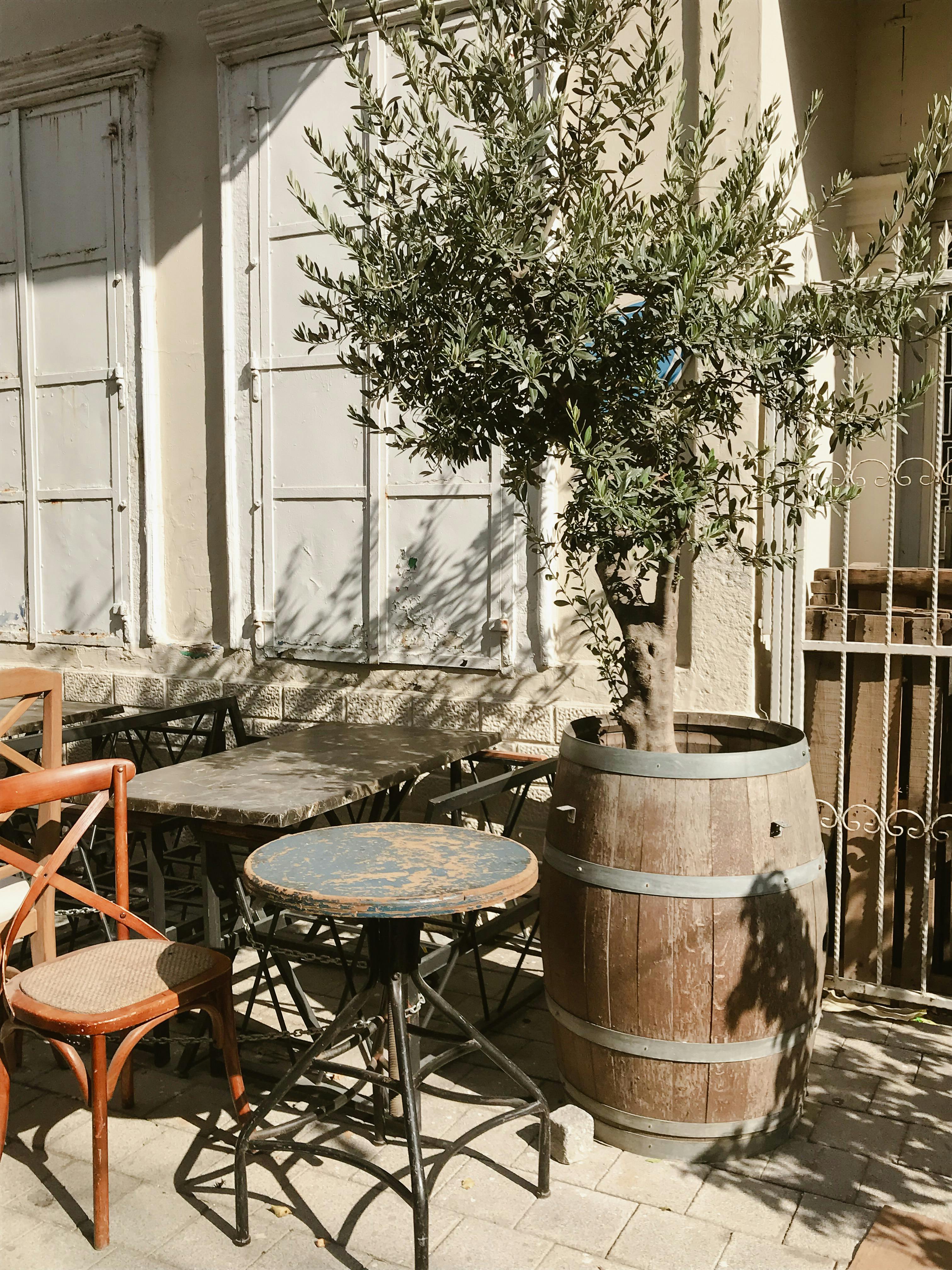 Inviting outdoor café patio with rustic furniture and olive tree decor.