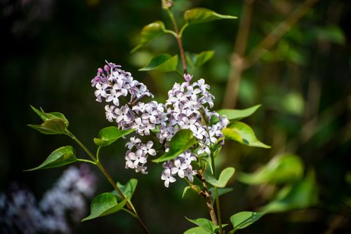Free Close-up of lilac flowers bathed in natural sunlight, showcasing spring beauty. Stock Photo