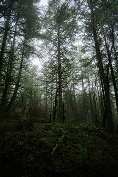 A serene misty forest filled with towering evergreen trees, creating a tranquil atmosphere.