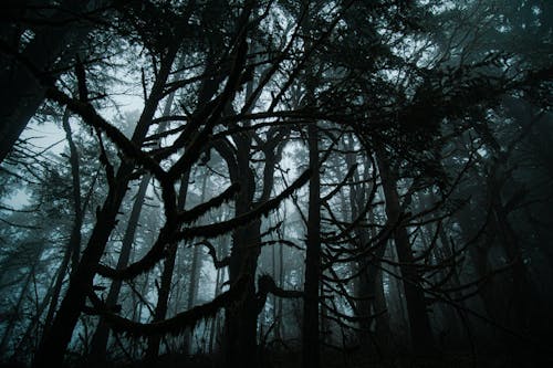 бесплатная Бесплатное стоковое фото с деревья, дикая природа, лес Стоковое фото