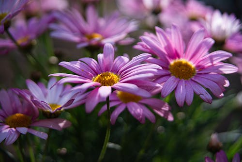 Close-Up Shot of Pink Flowers 