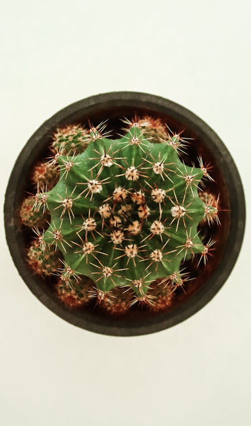 Photos gratuites de cactus, plantes en pot