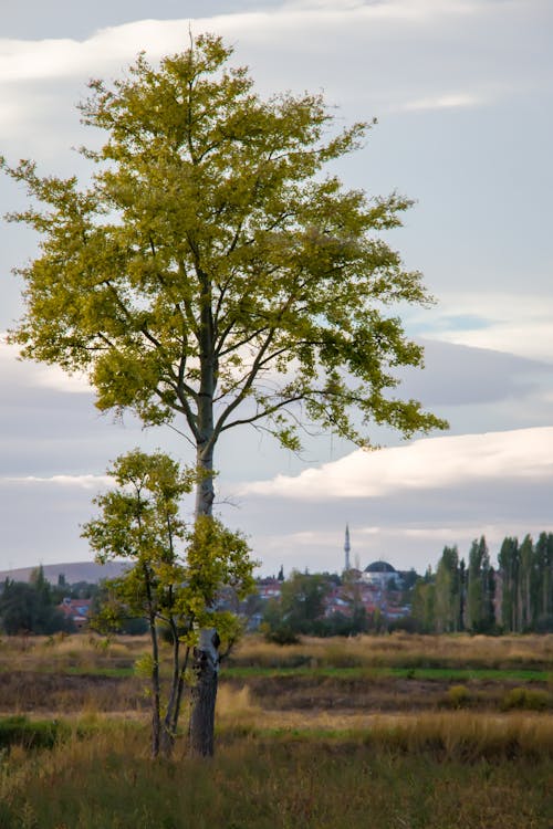 Foto profissional grátis de árvores, campo de grama, céu nublado