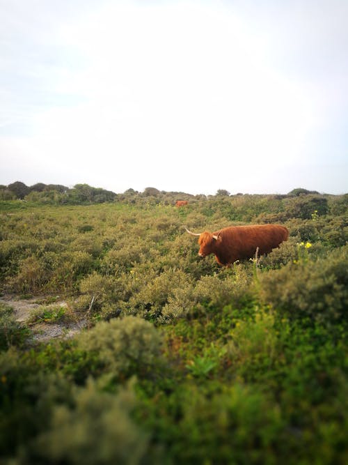 A Cow Standing on a Green Pasture 