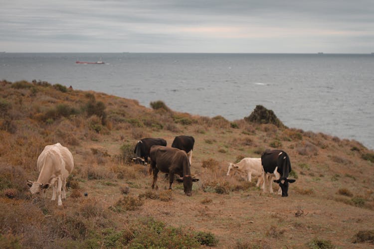 A Cows Eating A Grass