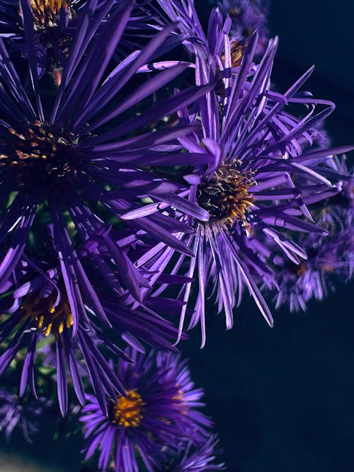Close-up of Purple Asters