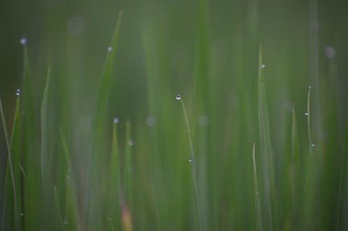 Close-Up Photograph of Grass with Dewdrops