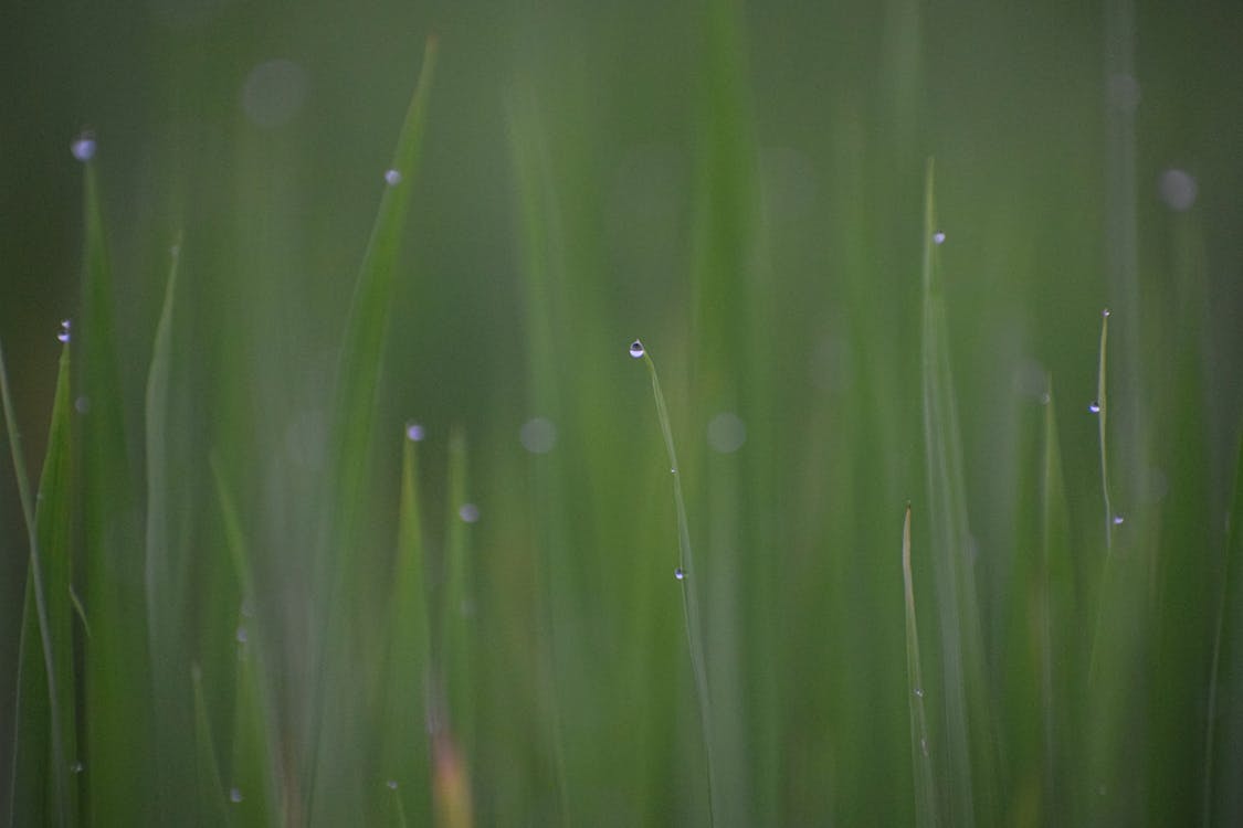 Základová fotografie zdarma na téma detail, flóra, kapky rosy