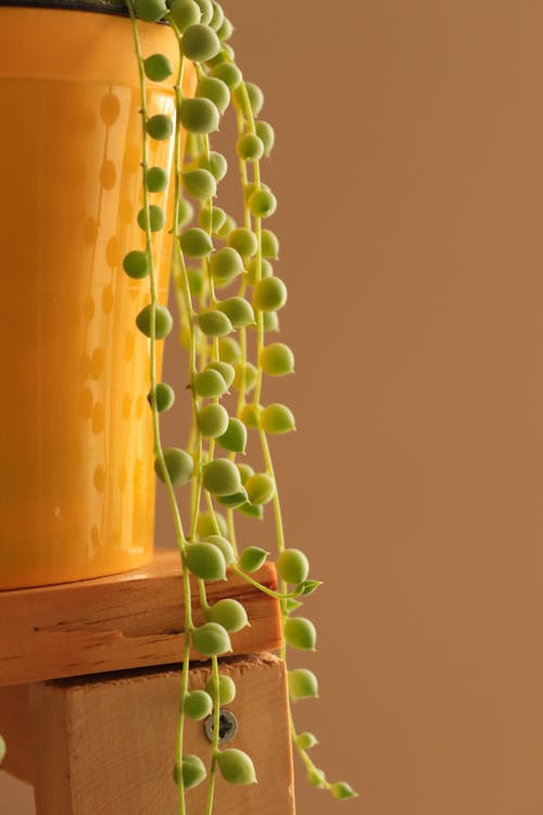 Close-Up Shot of a Plant 