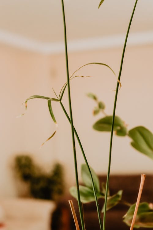 Photos gratuites de feuille de la plante