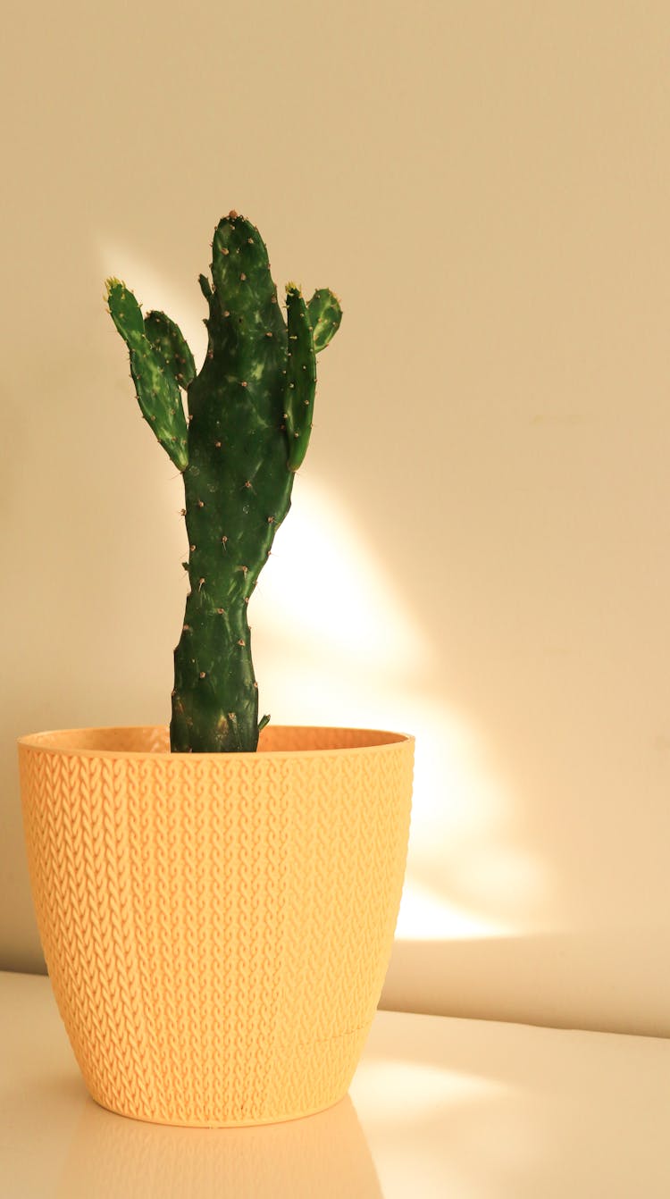 A Cactus In A Pot 