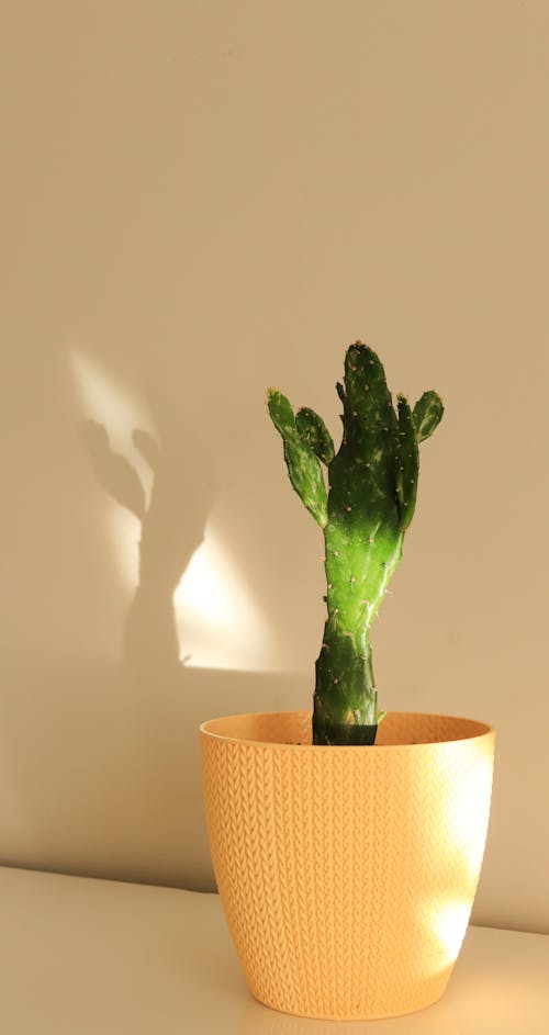 Cactus Plant on Yellow Pot