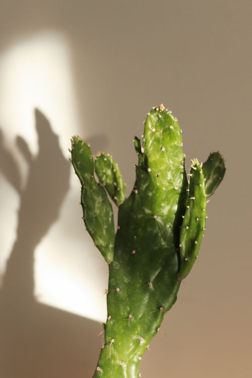 Free Detailed shot of a green cactus with a soft shadow on a neutral background. Stock Photo