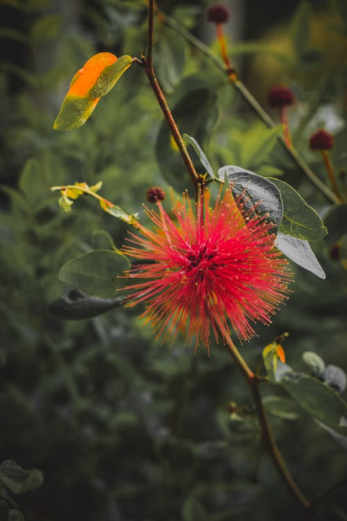 Closeup of a Red Spiky Flower 