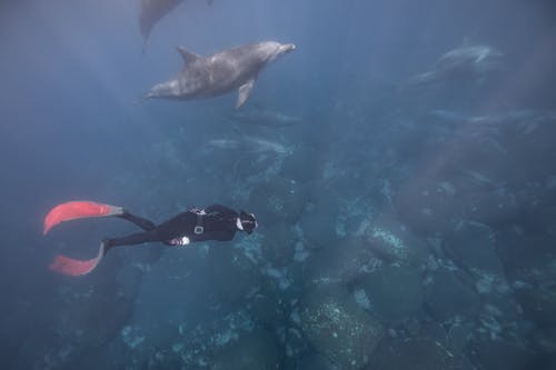 Underwater Photo of a Diver and Dolphins