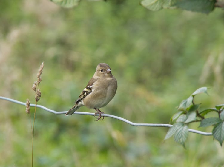 A Bird Perched On A Wire