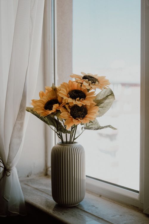 Free A bouquet of sunflowers in a ribbed vase sits on a sunny window sill inside a room. Stock Photo