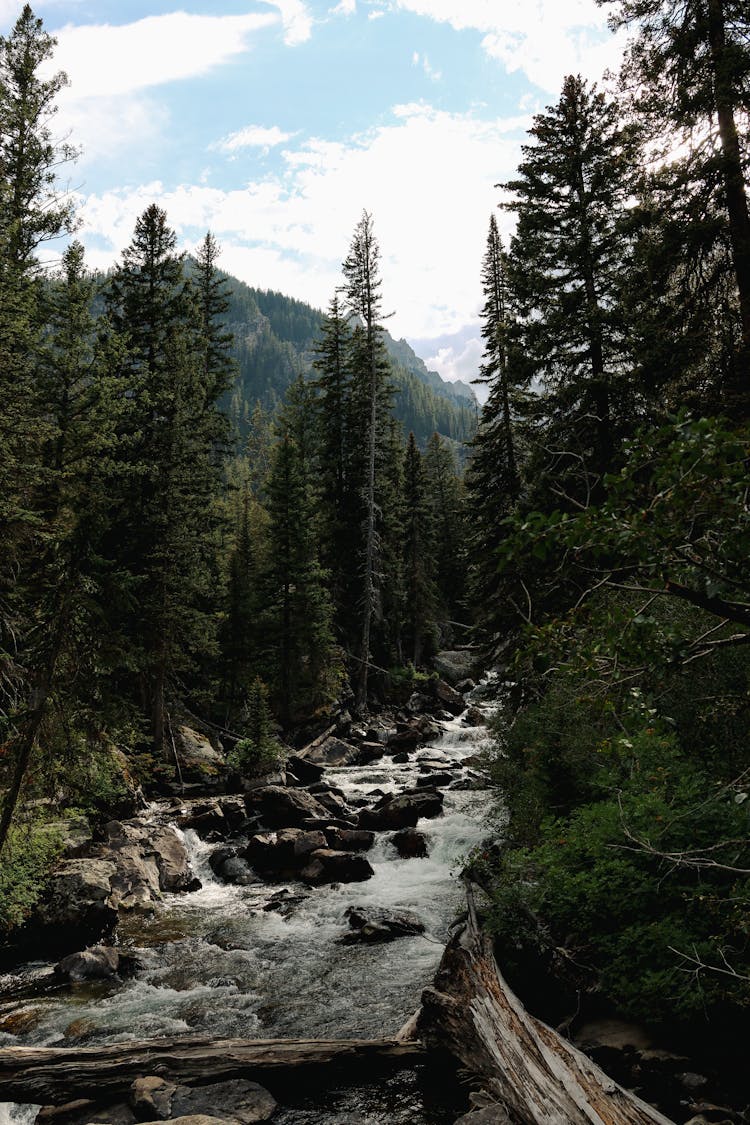 A River In The Forest 