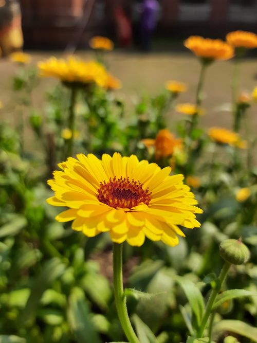 Free Close-up of a vibrant yellow marigold in full bloom with green foliage background. Stock Photo