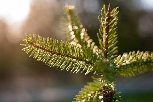 Fotografi Fokus Dangkal Dari Daun Pohon Pinus