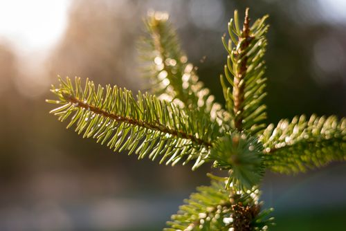 Free Detailed view of a sunlit evergreen branch in Toronto, showcasing natural beauty. Stock Photo