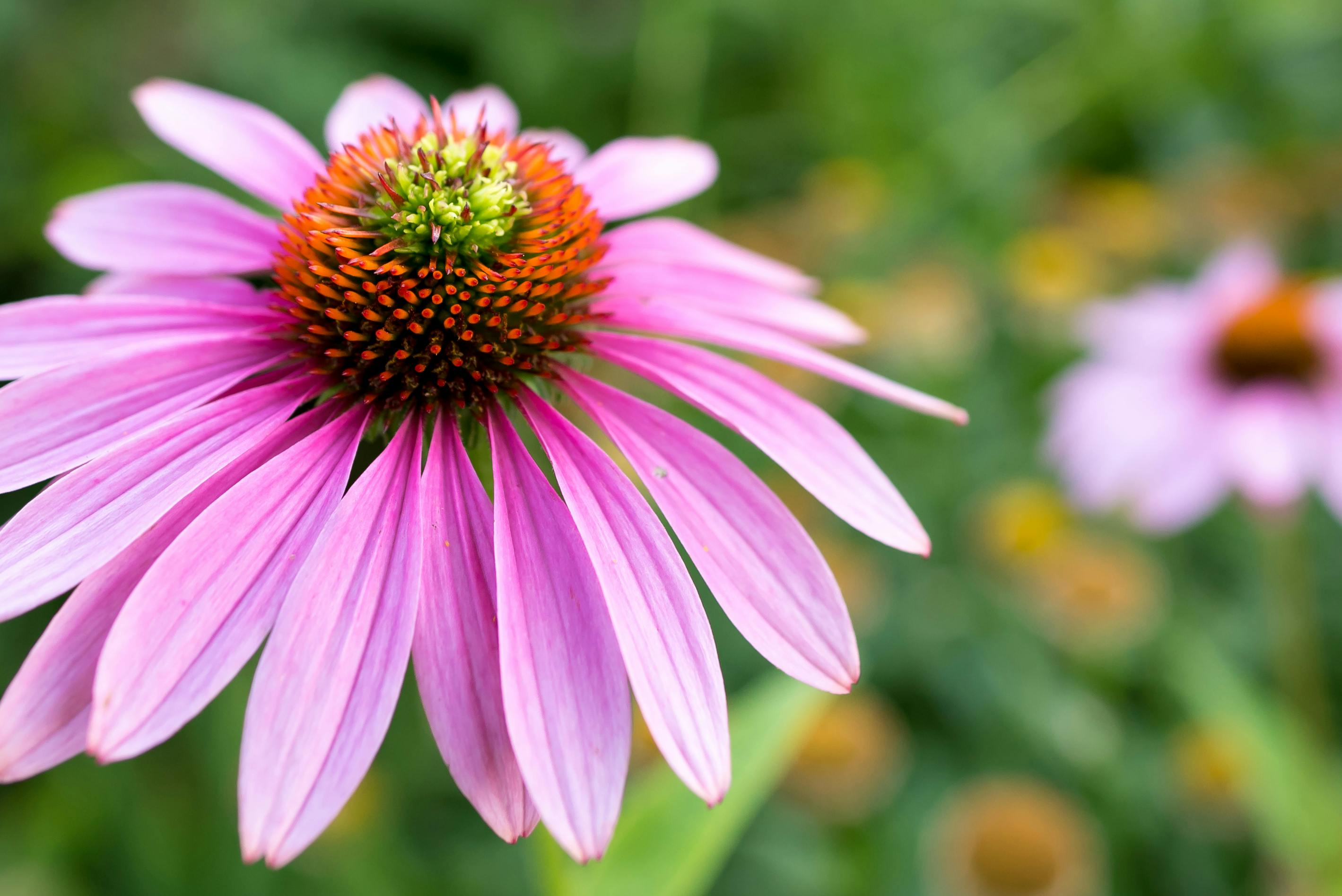 Free stock photo of blurry background, close up, flower