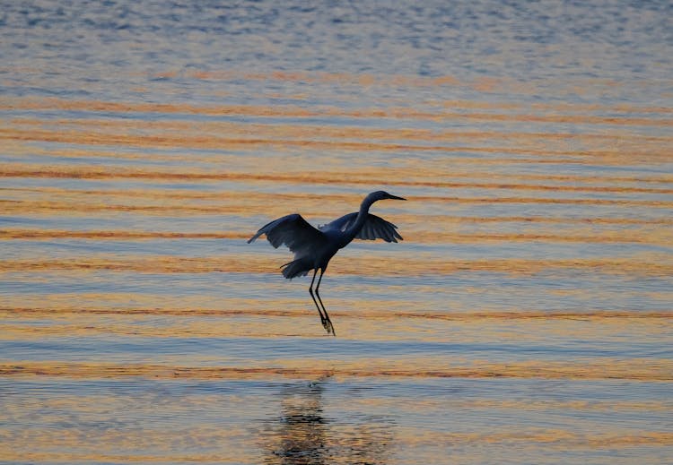 Crane Landing On A Water