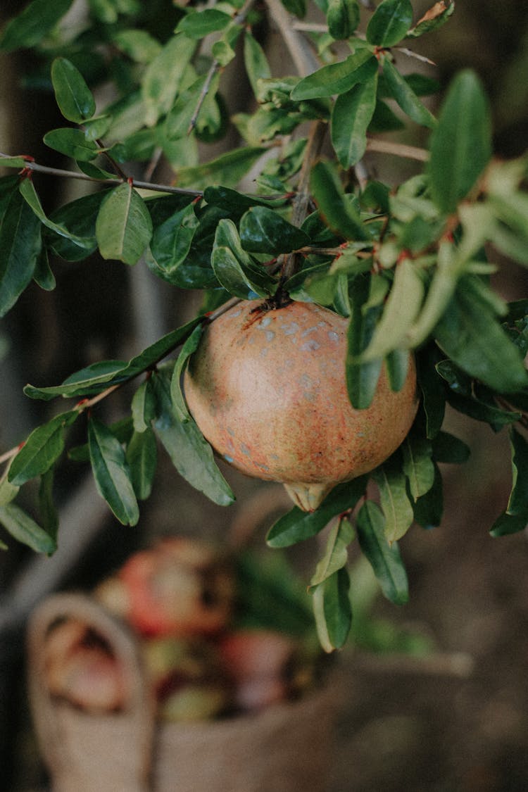 Fruit Of A Pomegranate