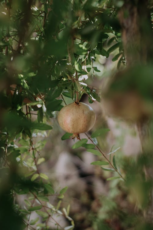 Fotobanka s bezplatnými fotkami na tému granátové jablko, rast, selektívne zaostrenie