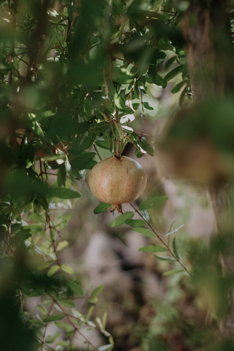 Close Up Of A Fruit