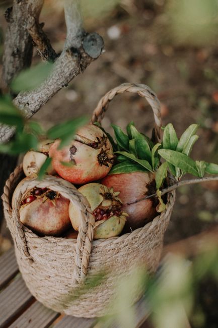 A close-up of a basket filled with ripe and unripe pomegranates and leaves in a garden setting.