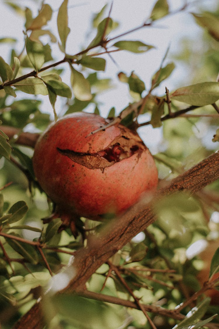 Pomegranate Fruit On The Tree