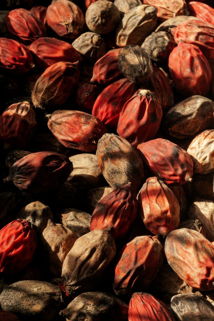 Close-Up Shot Of Dried Betel Nuts