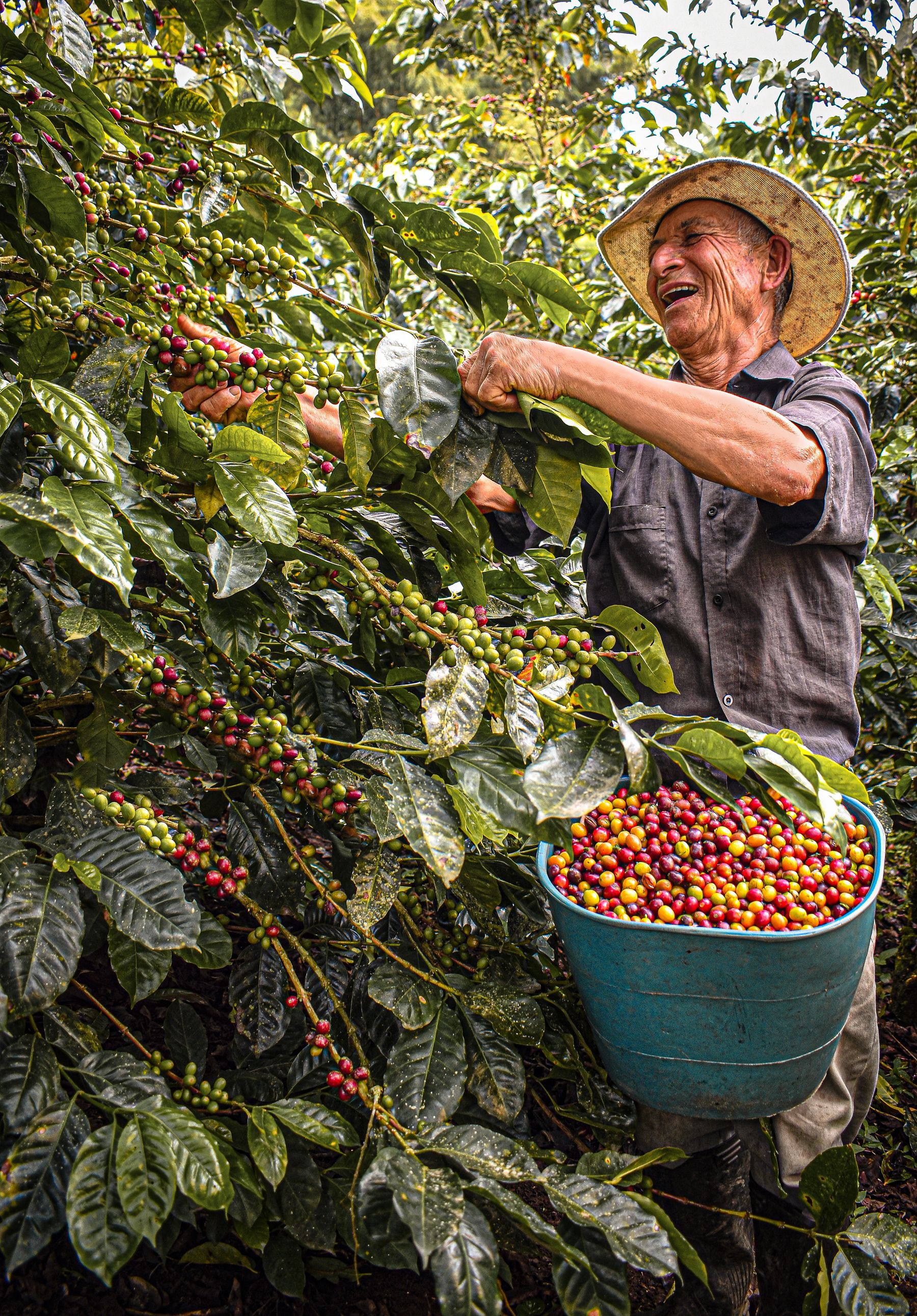 Coffee at origin in Huila, Colombia