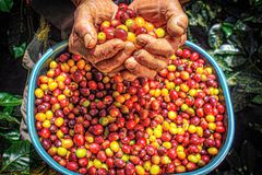 Hands holding vibrant coffee cherries over a basket in Colombia.