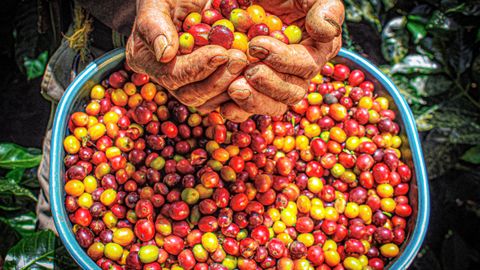 Hands holding vibrant coffee cherries over a basket in Colombia.