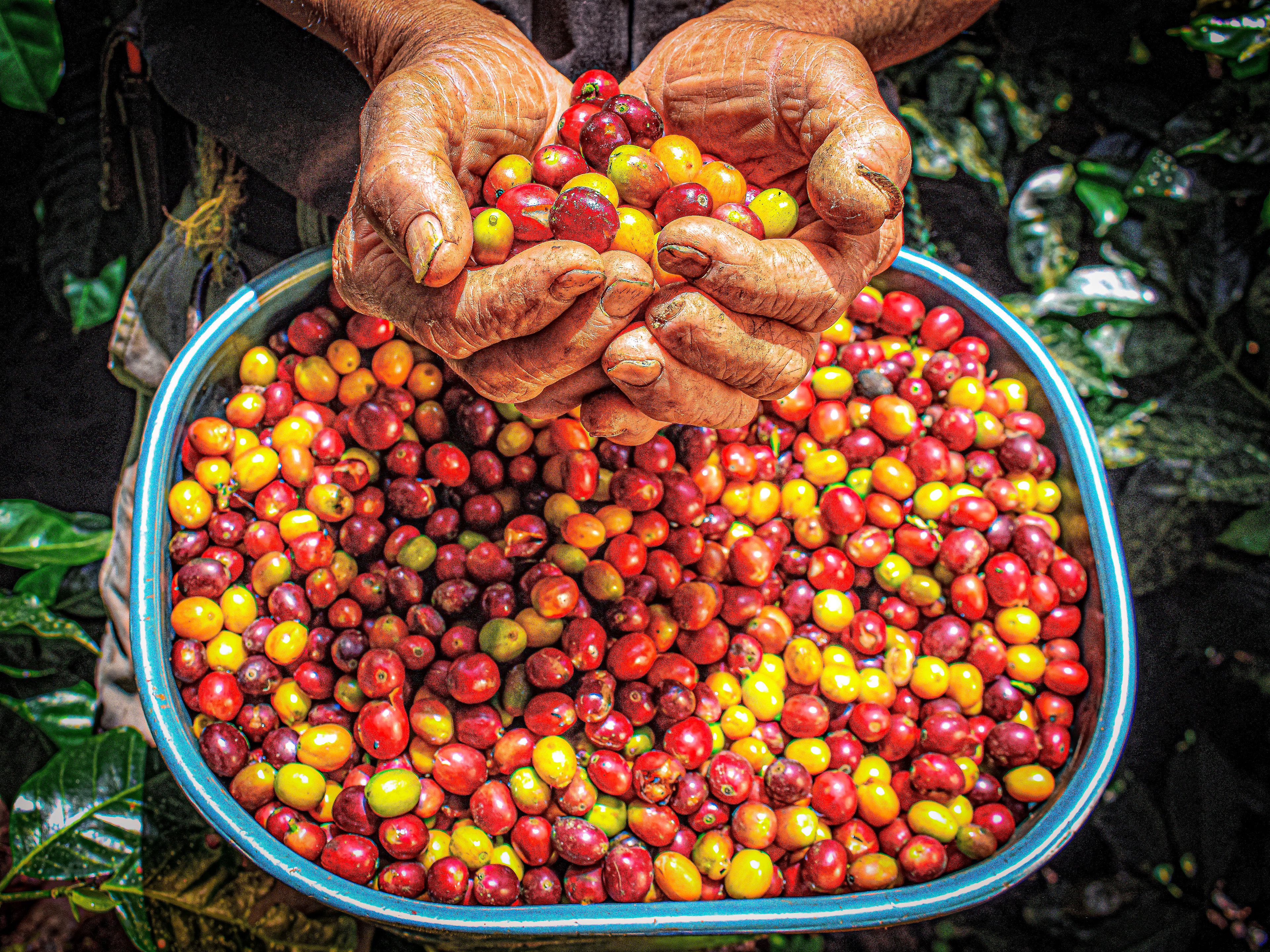 A bowl of ripe coffee cherries
