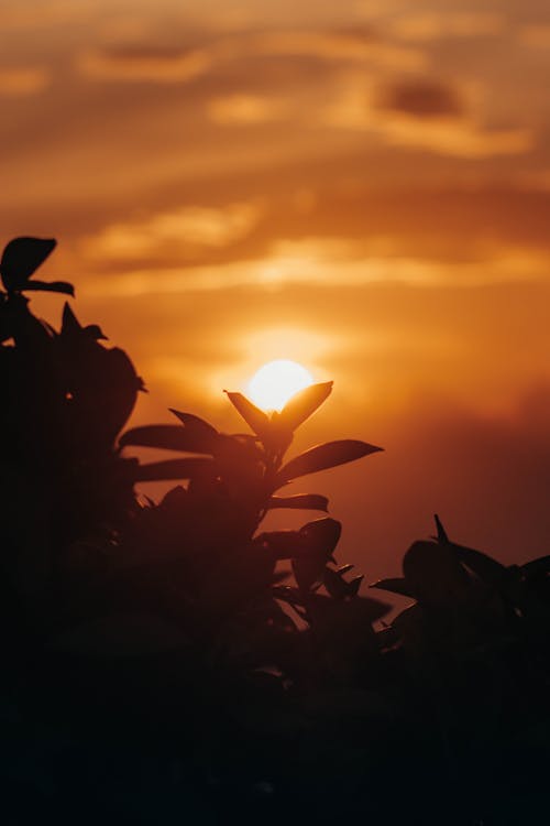Silhouette of Plant During Sunset 