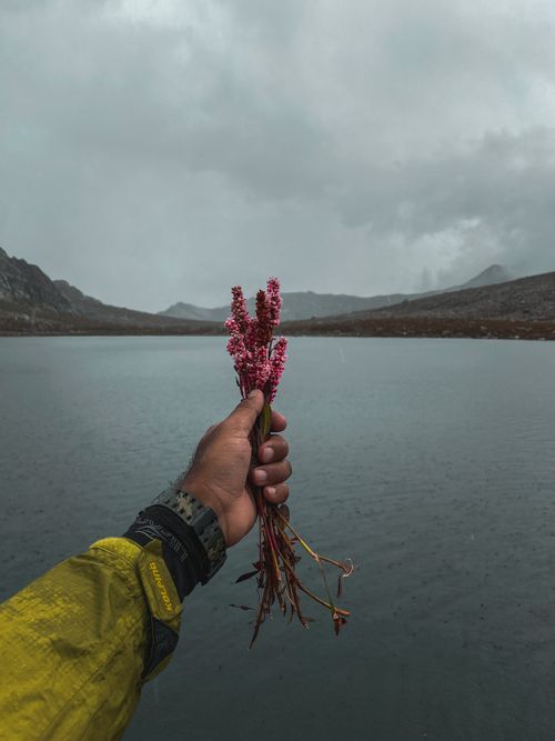 Free Hand holding pink wildflowers by a mountain lake on a cloudy day, capturing a sense of adventure. Stock Photo