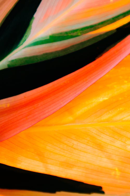 Безкоштовне стокове фото на тему «апельсин, барвистий, вертикальні постріл»