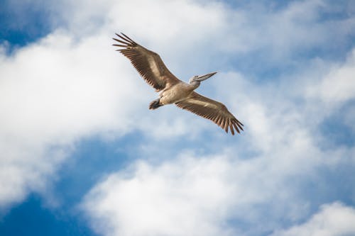 Kostnadsfri bild av djur, fågel, flygande
