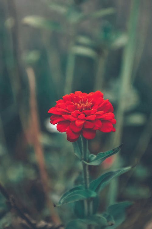 zinia, 밝은, 붉은 꽃잎의 무료 스톡 사진