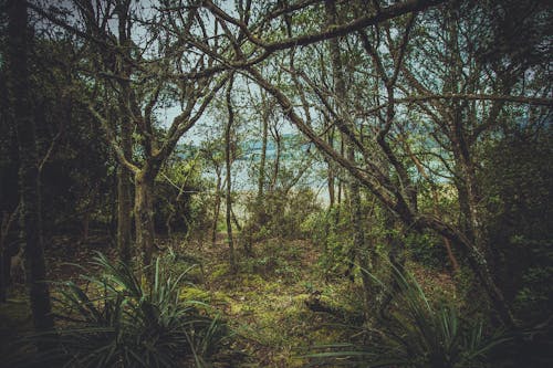 トランクス, 森の中, 森林の無料の写真素材