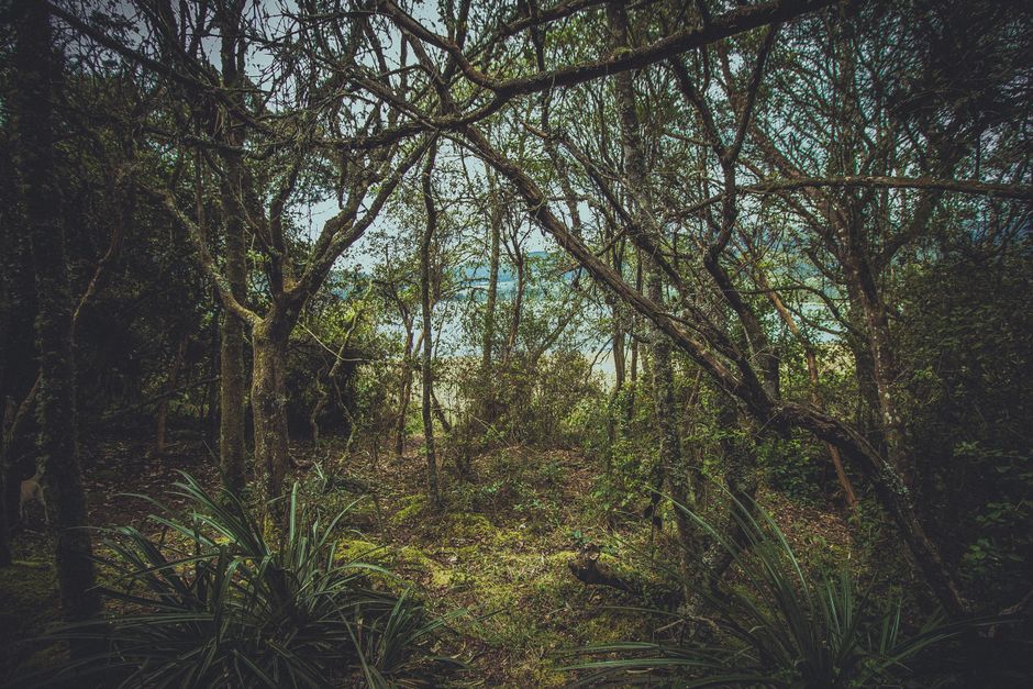 Fotomural Explora la serena belleza del denso bosque de El Neusa, capturando la tranquilidad y el verdor de la naturaleza.